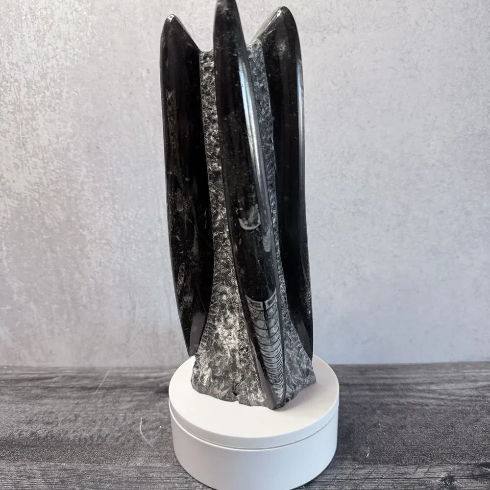 Orthoceras Fossil Tower 3 LB .11 0Z